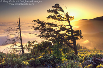 Sunset, tree, and fog on the Lost Coast above Shelter Cove, Humboldt County, California