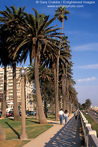 Palm Tree lined walking path promenade in park on the coast at Santa Monica, Los Angeles County, California