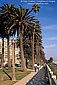 Palm Tree lined walking path promenade in park on the coast at Santa Monica, Los Angeles County, California