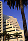 Palm Tree blue sky and modern office building exterior, Santa Monica, Los Angeles County, California