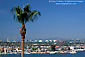 Palm tree and clear blue sky over Newport Beach, Orange County, Southern California Coast