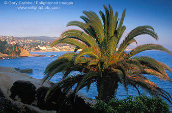 Palm Tree at sunset at Heisler Park above the Pacific Ocean at Laguna Beach, Orange County Coast, Southern California