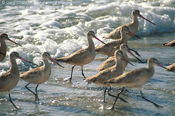 Shorebirds in ocean surf at Torrey Pines State Beach, near La Jolla, San Diego County Coast, California