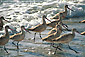 Shorebirds in ocean surf at Torrey Pines State Beach, near La Jolla, San Diego County Coast, California