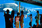 Tourist watch Killer Whale through window at SeaWorld, near San Diego, California