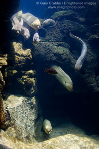 Moray Eel Exhibit at SeaWorld, near San Diego, California