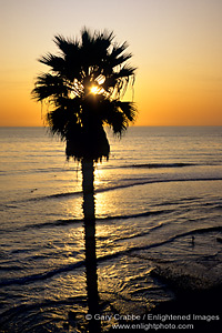 Palm Tree at sunset over the Pacific Ocean from Swami's surfing beach, Encinitas, San Diego County Coast, California2