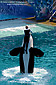 Killer Whale leaping out of water with trainer at performing show in Sea World, near San Diego, California