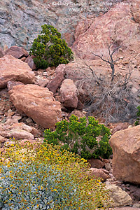 Desert Flora in spring against pink rocks near Artists Palette, Death Valley National Park, California; Stock Photo image picture photo Phograph art decor print wall mural gallery