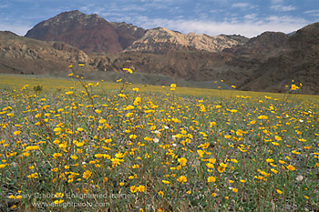 Yellow Desert Sunflowers (Geraea Canescens) bloom in spring below the Black Mountains, Death Valley National Park, California; Stock Photo image picture photo Phograph art decor print wall mural gallery