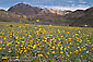 Yellow Desert Sunflowers (Geraea Canescens) bloom in spring below the Black Mountains, Death Valley National Park, California