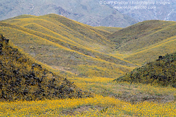Desert Sunflowers (Geraea canescens) aka Desert Gold wildflowers bloom on hillside in spring, Death Valley National Park, California; Stock Photo image picture photo Phograph art decor print wall mural gallery