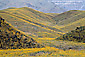 Desert Sunflowers (Geraea canescens) aka Desert Gold wildflowers bloom on hillside in spring, Death Valley National Park, California
