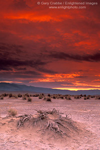 Spring storm clouds glow red at sunrise over dead roots and sand at Devils Cornfield, Death Valley National Park, California; Stock Photo image picture photo Phograph art decor print wall mural gallery