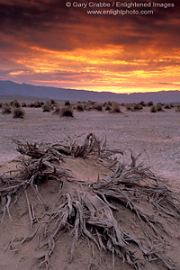 Golden storm clouds at sunrise over dead roots at Devil's Cornfield, Death Valley National Park, California; Stock Photo image picture photo Phograph art decor print wall mural gallery