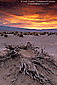 Golden storm clouds at sunrise over dead roots at Devil's Cornfield, Death Valley National Park, California