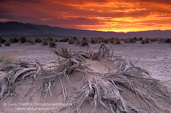 Golden storm clouds at sunrise over dead roots at Devil's Cornfield, Death Valley National Park, California; Stock Photo image picture photo Phograph art decor print wall mural gallery