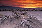 Golden storm clouds at sunrise over dead roots at Devil's Cornfield, Death Valley National Park, California