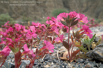  Notch-leaved Phacelia (Phacelia Crenulata), desert wildflowers bloom in spring, Death Valley National Park, California; Stock Photo image picture photo Phograph art decor print wall mural gallery