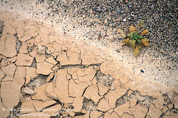 Life on the edge, lone small plant on edge of dry water pool, near Salt Creek, Death Valley National Park, California; Stock Photo image picture photo Phograph art decor print wall mural gallery