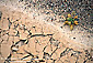 Life on the edge, lone small plant on edge of dry water pool, near Salt Creek, Death Valley National Park, California