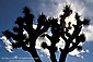 Sunburst, Joshua Tree, blue sky and clouds, Lee Flat, Death Valley National Park, California