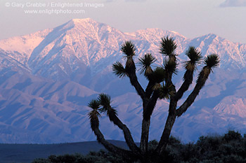 Sunset light on Telescope Peak over Joshua Tree, Lee Flat, Death Valley National Park, California; Stock Photo image picture photo Phograph art decor print wall mural gallery