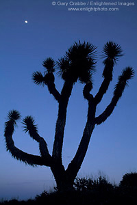 Evening light and moon over Joshua Tree, Lee Flat, Death Valley National Park, California; Stock Photo image picture photo Phograph art decor print wall mural gallery