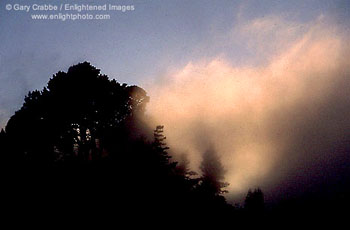 Fog at sunset through trees in the Berkeley Hills, California