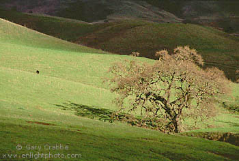 Lone oak tree and cow in stormy light on rolling green hills in spring, Mount Diablo, Contra Costa County, San Francisco Bay Area, California