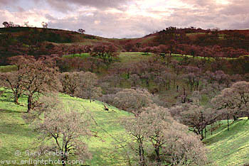 Oak trees and rolling green hills during a spring storm, Mount Diablo State Park, Contra Costa County, San Francisco Bay Area, California