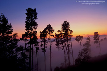 Sunset and fog through trees in the Berkeley Hills, San Francisco Bay Area, California