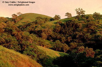 Sunset lon oak covered hills in spring, Mount Diablo State Park, Contra Costa County, California