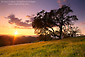 Oak tree and wildflowers at sunset, Mount Diablo State Park, Contra Costa County, California