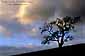 Storm clouds at sunset over lone oak in the Alhambra Valley, Contra Costa County, California