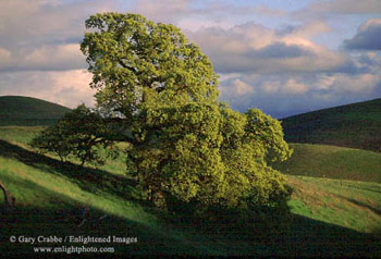 Oak tree and rolling green hills in spring in the Tassajara Region, Contra Costa County, California