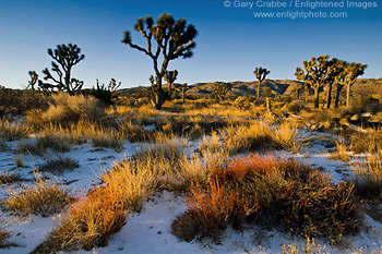 Rare winter snowfall on desert floor, Joshua Tree National Park, California