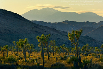 Sunset light on Joshua trees below Mt. San Gorgonio, near Quail Springs, Joshua Tree National Park, California