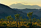 Sunset light on Joshua trees below Mt. San Gorgonio, near Quail Springs, Joshua Tree National Park, California