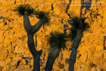 Sunset light on boulder rock outcrop and Joshua tree, near Quail Springs, Joshua Tree National Park, California