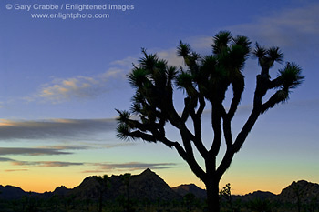 Joshua tree at sunset, near Quail Springs, Joshua Tree National Park, California