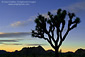 Joshua tree at sunset, near Quail Springs, Joshua Tree National Park, California