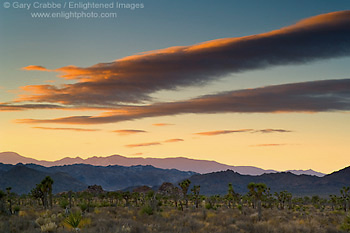 Sunset light on clouds over Joshua trees, near Quial Springs, Joshua Tree National Park, California