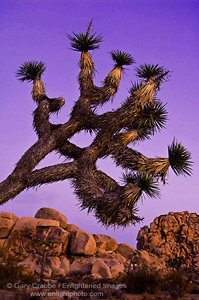 Evening light on Joshua Tree and boulder rock outcrop, near Quail Springs, Joshua Tree National Park, California