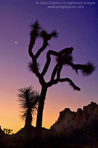 Crescent moon at sunrise over Joshua Tree and boulder rock outcrop, near Quail Springs, Joshua Tree National Park, California