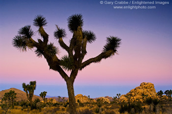 Joshua Tree and boulder rock outcrop at dawn, near Quail Springs, Joshua Tree National Park, California