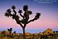 Joshua Tree and boulder rock outcrop at dawn, near Quail Springs, Joshua Tree National Park, California