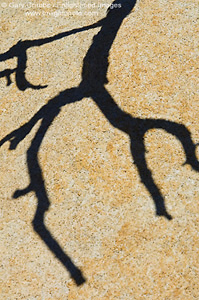 Shadow of tree branch on granite rock, Joshua Tree National Park, California