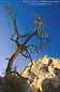 Barren dead tree and rock boulder outcrops at Barker Dam, Joshua Tree National Park, California