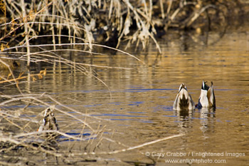 Mallard duck tails in the air while foraging for food in lake at Barker Dam, Joshua Tree National Park, California